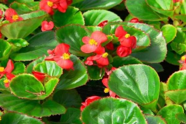 四季海棠怎么过冬 冬天四季海棠养殖注意事项