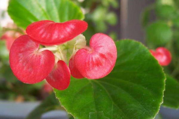 四季海棠怎么过冬 冬天四季海棠养殖注意事项