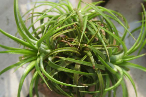 空气凤梨市场价格多少钱一盆  新手怎么养空气凤梨