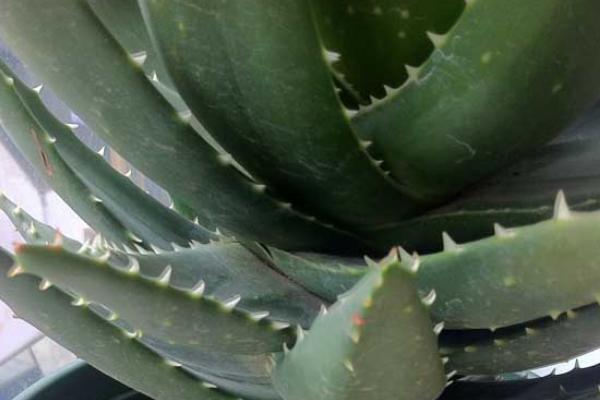 库拉索芦荟的辨别方法 库拉索芦荟的栽培方法