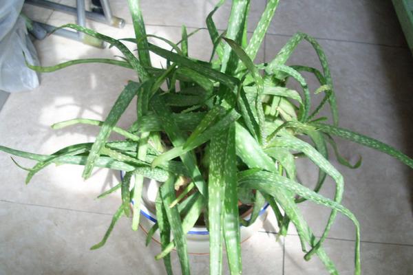 库拉索芦荟怎么做面膜 芦荟面膜的功效与作用