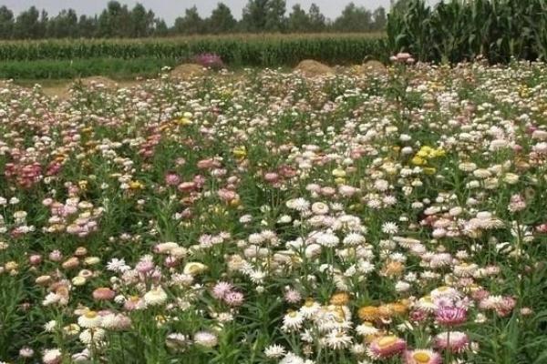 金盏菊图片大全 金盏菊花语及寓意