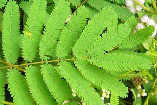 含羞草种子市场价格多少钱一斤