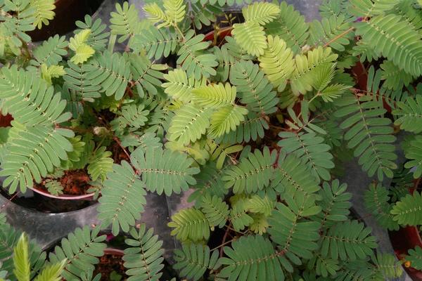 含羞草怎么浇水 含羞草怎么繁殖