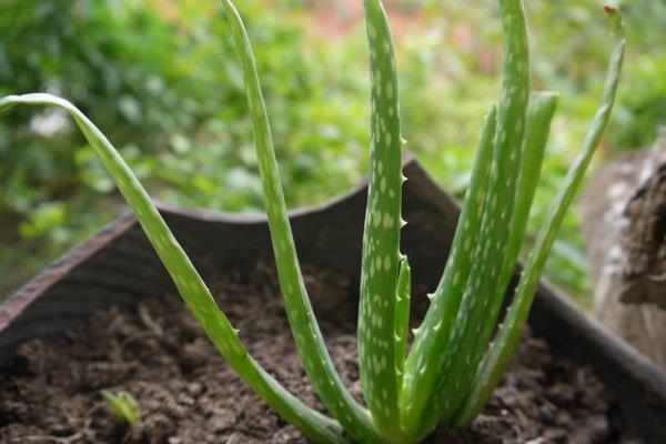 芦荟叶子发黄怎么办 芦荟烂根的处理方法
