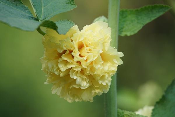 蜀葵图片大全 蜀葵的花语