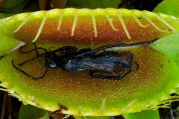 捕蝇草怎样吃虫(图解) 捕蝇草不吃虫子会死吗