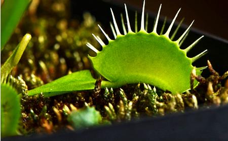 捕蝇草怎样吃虫(图解) 捕蝇草不吃虫子会死吗