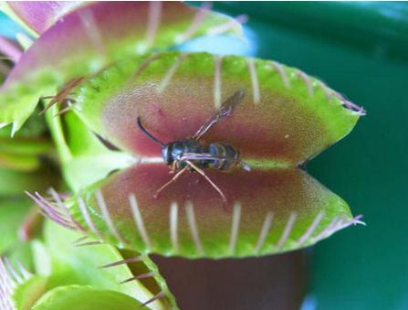 捕蝇草怎样吃虫(图解) 捕蝇草不吃虫子会死吗