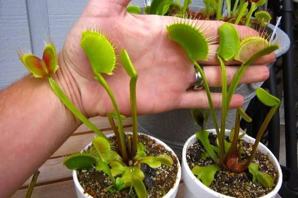 捕蝇草怎样吃虫(图解) 捕蝇草不吃虫子会死吗