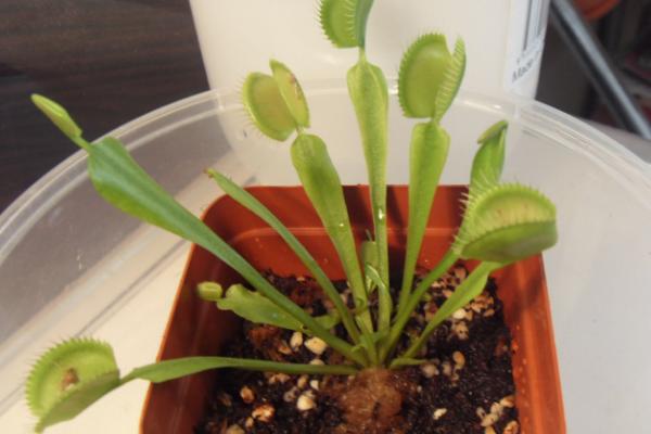 捕蝇草怎样吃虫(图解) 捕蝇草不吃虫子会死吗