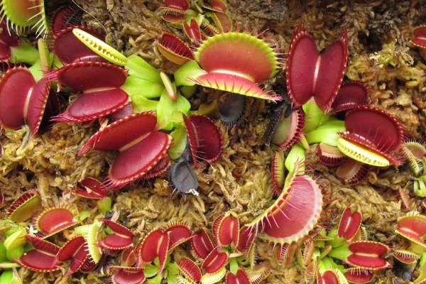 捕蝇草怎样吃虫(图解) 捕蝇草不吃虫子会死吗