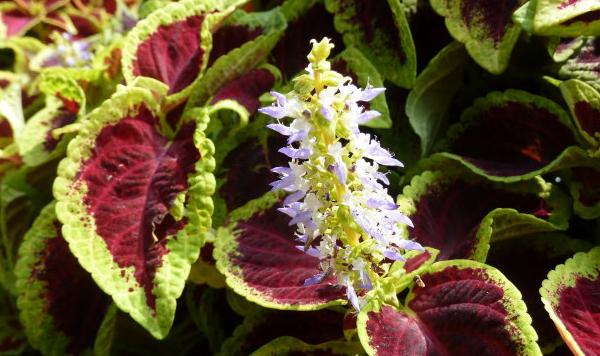 彩叶草有毒吗 彩叶草能放卧室吗