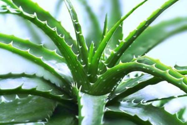 家里芦荟开花后怎么办 芦荟开花后会死吗