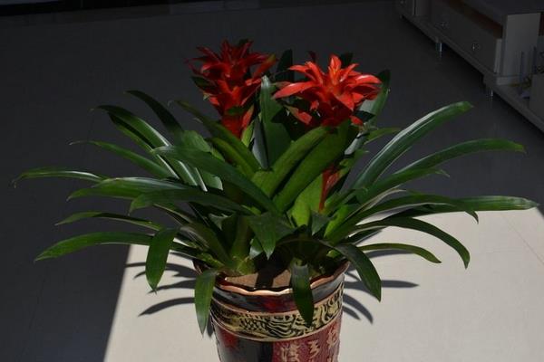 鸿运当头放在哪里最好(风水角度) 鸿运当头的风水作用