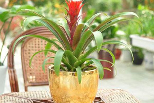 鸿运当头放在哪里最好(风水角度) 鸿运当头的风水作用