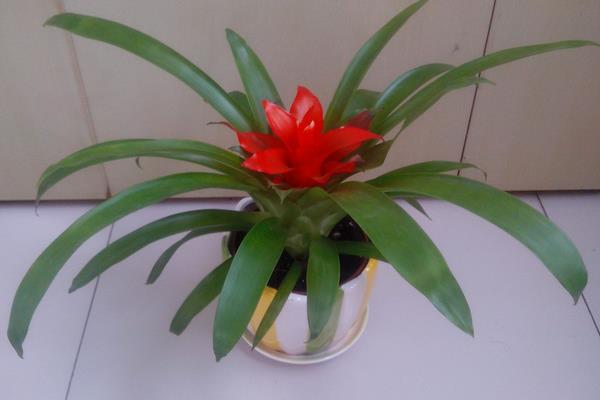 鸿运当头放在哪里最好(风水角度) 鸿运当头的风水作用