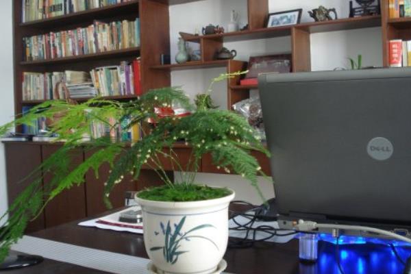 鸿运当头放在哪里最好(风水角度) 鸿运当头的风水作用