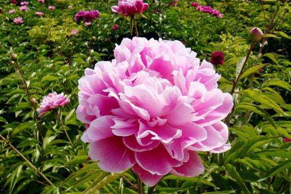 芍药花种子市场价格多少钱一斤 芍药花的繁殖方法