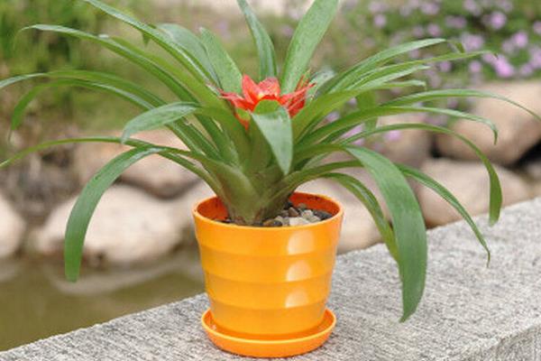 鸿运当头一年开几次花 鸿运当头什么时候开花（几月）