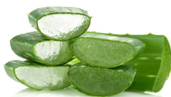 芦荟的功效与作用及禁忌 芦荟的药用价值