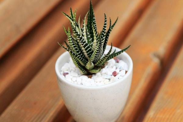 芦荟的功效与作用及禁忌 芦荟的药用价值