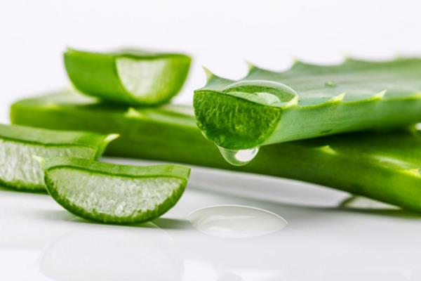 芦荟的功效与作用及禁忌 芦荟的药用价值