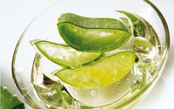 芦荟的功效与作用及禁忌 芦荟的药用价值