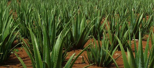芦荟种植方法 芦荟多久浇一次水
