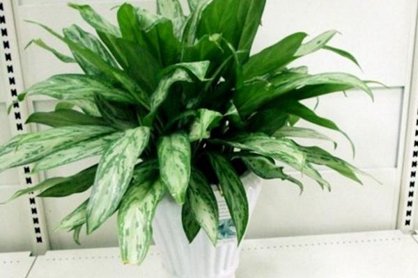 银皇后和万年青的区别是什么 银皇后简介