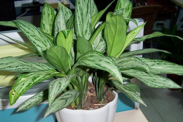 银皇后和万年青的区别是什么 银皇后简介