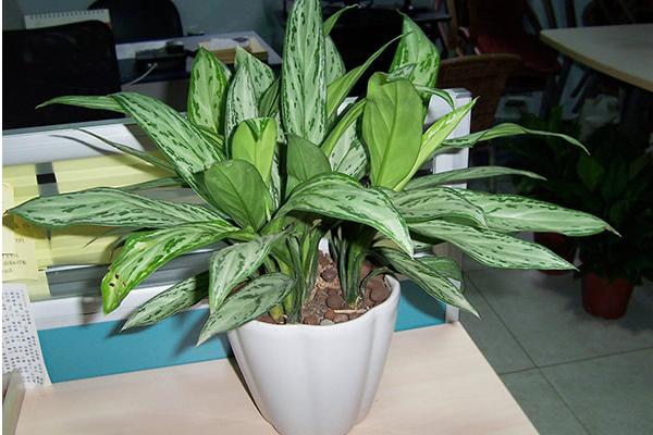 银皇后和万年青的区别是什么 银皇后简介