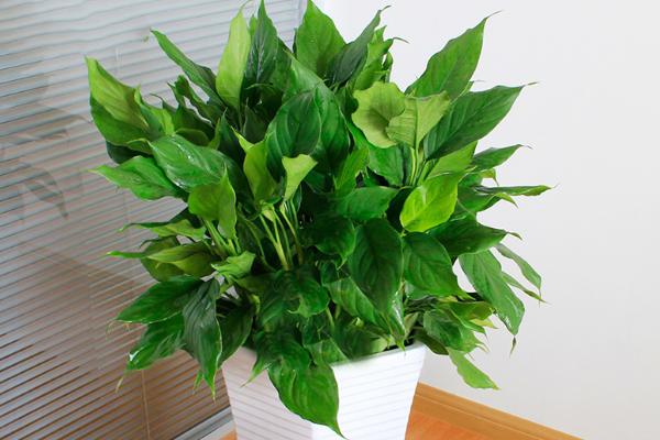 银皇后和万年青的区别是什么 银皇后简介