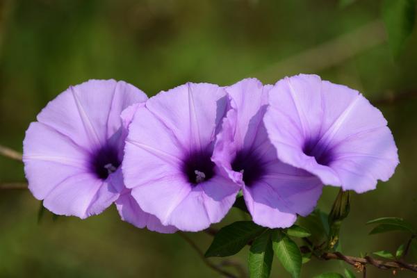 牵牛花像什么(比喻句) 牵牛花形态特征