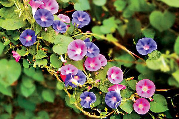 牵牛花像什么(比喻句) 牵牛花形态特征