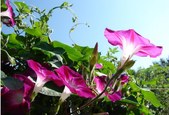 牵牛花像什么(比喻句) 牵牛花形态特征