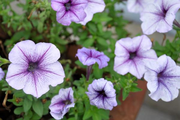 牵牛花像什么(比喻句) 牵牛花形态特征