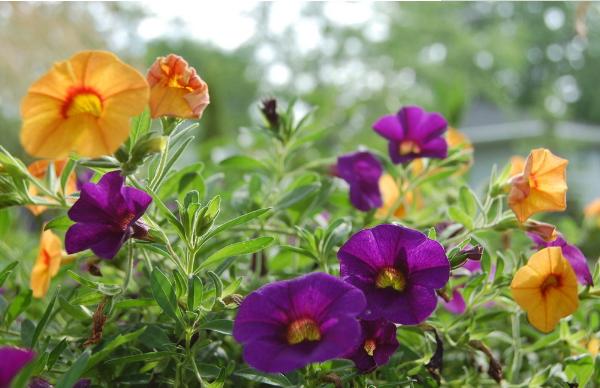 牵牛花像什么(比喻句) 牵牛花形态特征