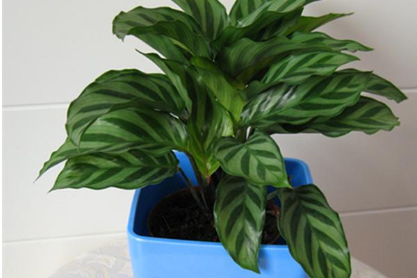 家庭养孔雀竹芋有哪些好处(风水作用) 孔雀竹芋长不高怎么办