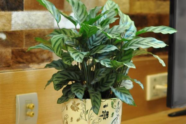 家庭养孔雀竹芋有哪些好处(风水作用) 孔雀竹芋长不高怎么办