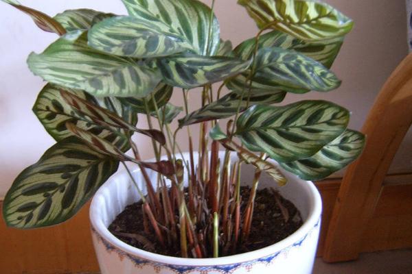 家庭养孔雀竹芋有哪些好处(风水作用) 孔雀竹芋长不高怎么办