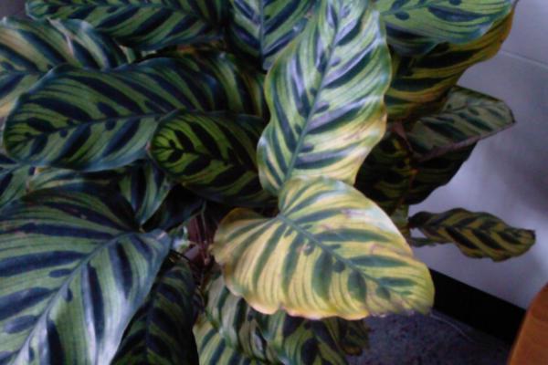 家庭养孔雀竹芋有哪些好处(风水作用) 孔雀竹芋长不高怎么办