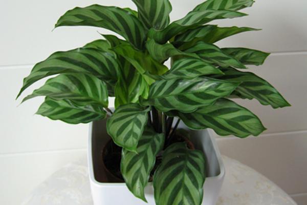 家庭养孔雀竹芋有哪些好处(风水作用) 孔雀竹芋长不高怎么办