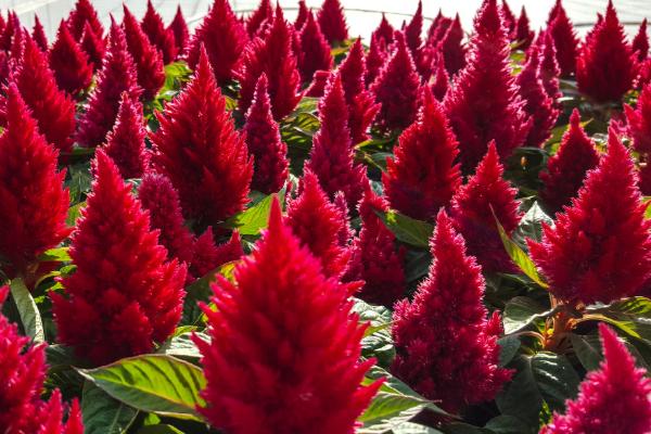 鸡冠花图片大全 鸡冠花花语及寓意