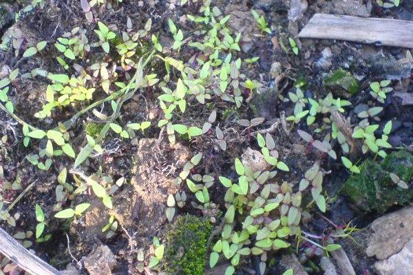 鸡冠花什么时候播种(几月) 鸡冠花什么季节开花
