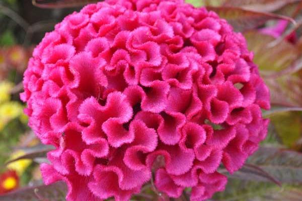 鸡冠花什么时候播种(几月) 鸡冠花什么季节开花