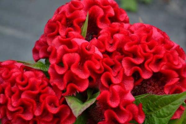 鸡冠花什么时候播种(几月) 鸡冠花什么季节开花