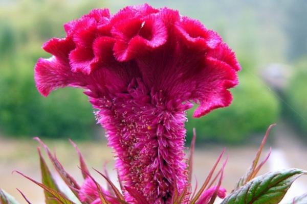 鸡冠花什么时候播种(几月) 鸡冠花什么季节开花