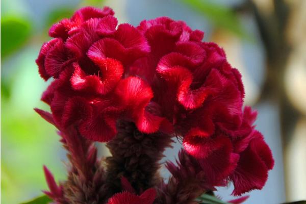 鸡冠花什么时候播种(几月) 鸡冠花什么季节开花