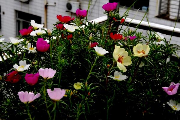 半枝莲家庭盆栽种植方法 半枝莲的花期